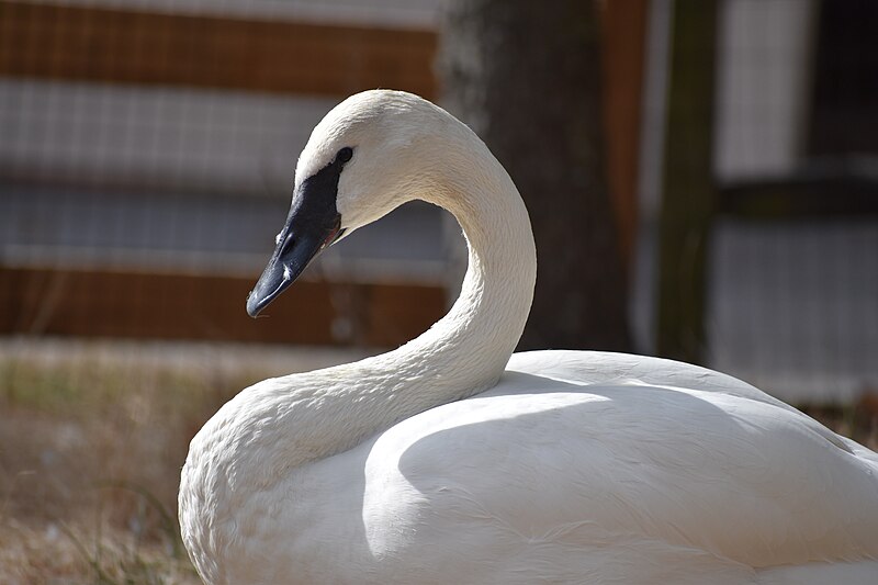 File:Trumpeter close profile left.jpg