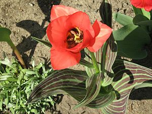 Greig tulip (Tulipa greigii)