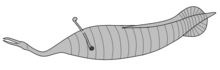 Reconstruction of Tullimonstrum as invertebrate according to Mikami et al. (2023) Tullimonstrum Mikami et al 2023.png