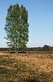 between Uddel and Elspeet, tree in the field