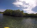 Thumbnail for United States Virgin Islands Mangroves