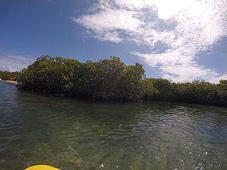 <span class="mw-page-title-main">United States Virgin Islands Mangroves</span> Wetlands on the coast of the US Virgin Islands