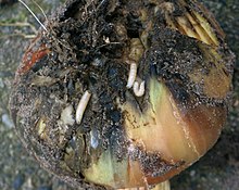 Onion damaged by D. antiqua larvae Uienvlieg maden.jpg