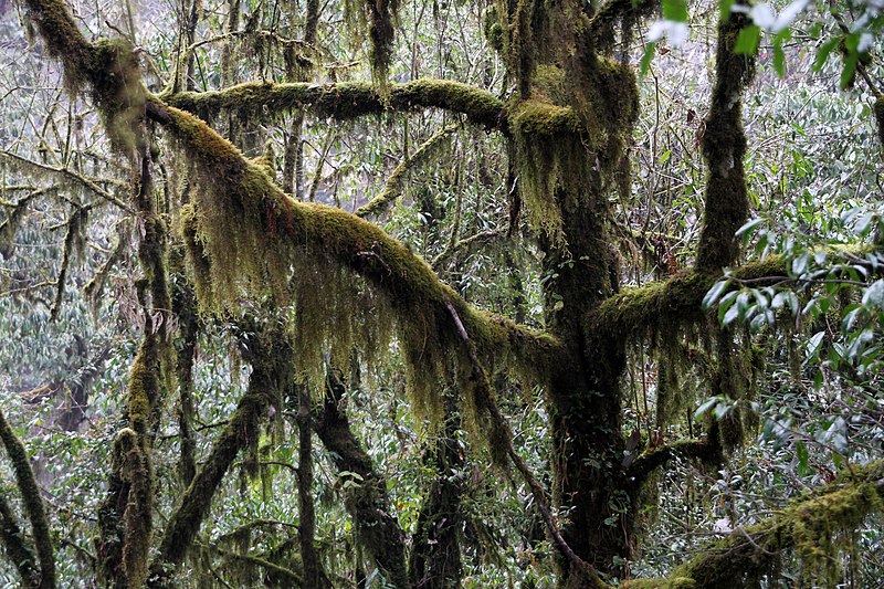 File:Ulleri-Ghorepani-16-Baum mit Flechten-2013-gje.jpg