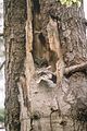 Hniezdo v bútľavom strome, dospelá sova na hniezde, Slovensko.