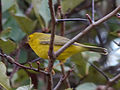 Female; Urbana, Illinois, USA