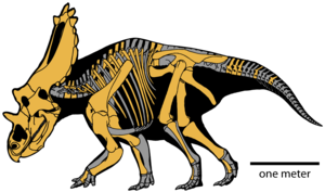 Utahceratops gettyi, skeletal reconstruction and body outline.  The components of the skeleton found in ocher.