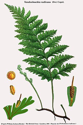 Kuvan kuvaus Vandenboschia radicans (Hooker) .jpg.