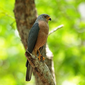 Variable Goshawk (8270598950).jpg