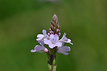 Verbena officinalis (7735820620) .jpg