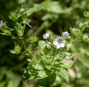 Blue water speedwell (Veronica anagallis-aquatica)