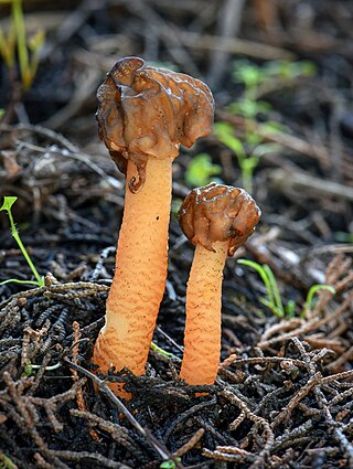 <i>Verpa</i> Genus of fungi