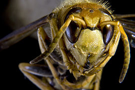 Vespa crabro (European Hornet), head