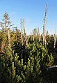 Čeština: Přírodní památka Vlčí louka nedaleko města Hejnice, okres Liberec - ČR English: Natural monument Vlčí louka near town Hejnice in Liberec District in Czech Republic