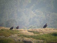 Buitres en el bosque de Dadia.JPG