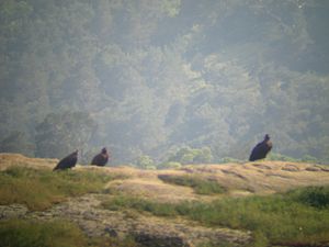 Three vultures, blurry image because of camera zoom