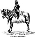 Vignette pour Waziri (cheval)