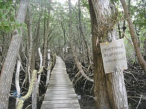 Sustainable building practice that supports ecological health and proper filtration: Boardwalks prevent compaction, erosion, and ecological damage, all the while providing significant habitat to a variety of wildlife. Contrasts significantly to local islands, whose artificial beaches negatively impact natural reef ecosystems. Wee wee caye 2.jpg