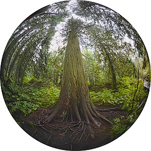 Riesen-Lebensbaum am Giant Cedar Trail im Mount-Revelstoke-Nationalpark (British Columbia, Kanada).