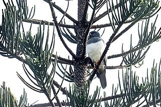 <span class="mw-page-title-main">White-bellied goshawk</span> Species of bird