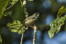 Witkeelprinia