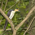 * Nomination White-necked rockfowl (Picathartes gymnocephalus) --Charlesjsharp 07:32, 28 June 2024 (UTC) * Promotion  Support Good quality. --Poco a poco 15:25, 28 June 2024 (UTC)