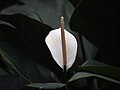 Bunga Anthurium warna putih di Malaysia
