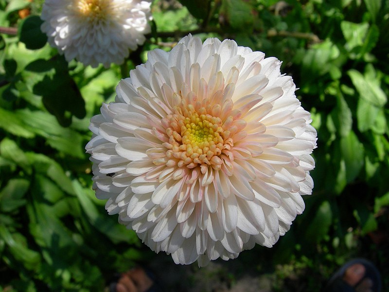 File:White Chrysanthemum Flower (213142179).jpeg