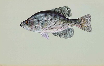 Beyaz crappie pomoxis annularis.jpg