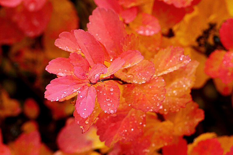 File:White spirea leaves on a rainy autumn day in Tuntorp 5.jpg