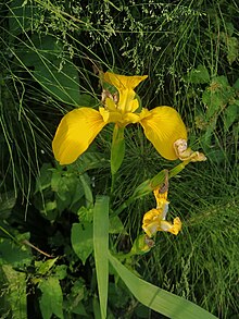 Iris albicans Lange, Iris blanchissant (Plantes utiles) - Pl@ntNet identify