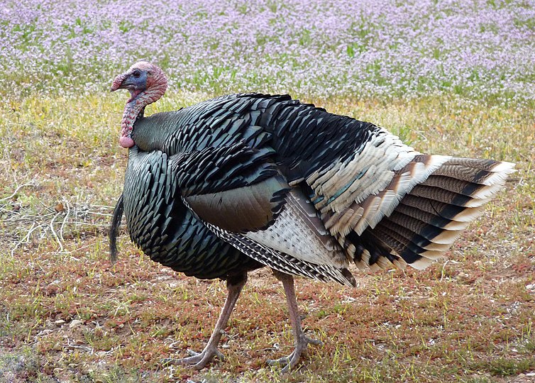 Индейка это птица. Индейка обыкновенная meleagris gallopavo. Североамериканская Дикая индейка. Turkey индюк. Wild Turkey индюк.