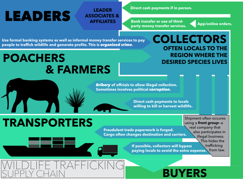 File:Wildlife Trafficking Supply Chain.svg