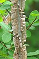 Corky wings, Cedar elm, U. crassifolia