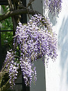 floribunda wisteria
