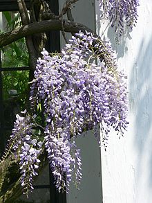 Una pequeña rama de flores de glicina lila en flor.