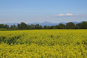 Rapeseed field in Wittenheim, France, with the Black Forest, Germany in the background