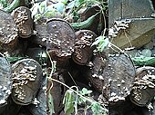 Brown rot mycelial fan emanating from a wooden door frame in the