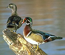 Wood duck pair Woodduck95.jpg