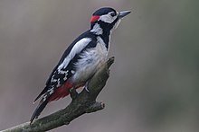 1997 Great Spotted Woodpecker