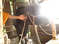 Workshop of Cattle rearing by NGO in Bangladeshi village 2015 12.jpg