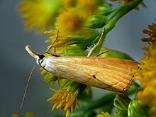 Xanthocrambus saxonellus.jpg