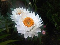 Xerochrysum bracteatum - Wikipedia, la enciclopedia libre