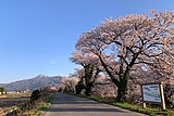 新江（しんえ）用水路の桜並木