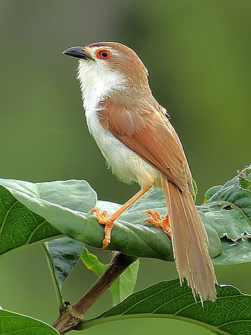 മഞ്ഞക്കണ്ണിച്ചിലപ്പൻ