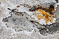 Yellowstone National Park (WY, USA), Upper Geyser Basin, Blue Star Spring -- 2022 -- 2624.jpg