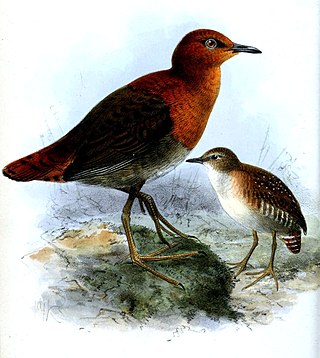 <span class="mw-page-title-main">Slender-billed flufftail</span> Species of bird