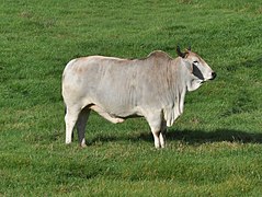 Zebu (Bos taurus indicus)