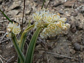 Zigadenus venenosus