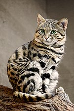 Thumbnail for Black-footed cat